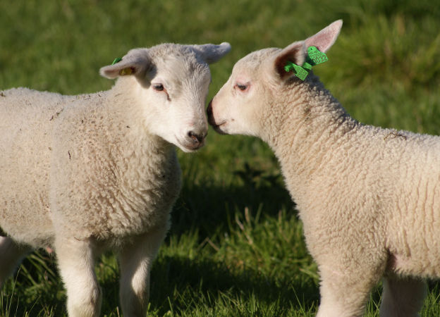 Kvadrat Schafe Neuseeland Australien Wolle