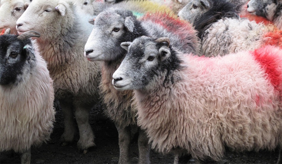 Hier sehen Sie den Ursprung der hochwertigen Schurwolle von Kvadrat aus Neuseeland und Australien. Kvadrat Schurwolle Stoff